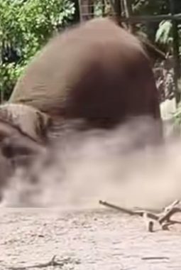 Bukan Gajah Mengamuk, Ini Kronologi Mahut Cedera di Lembang Park & Zoo