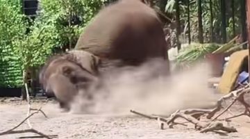 Tangkapan layar video viral seekor gajah menimpa seorang pawang di Lembang Park and Zoo, Kabupaten Bandung Barat (KBB), Jawa Barat, Minggu (13/9/2026).
