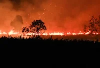 Api membakar lahan di Desa Tumbang Nusa, Kabupaten Pulang Pisau, Kalimantan Tengah, Minggu (30/08). (ANTARA FOTO/Auliya Rahman)