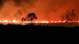 Api membakar lahan di Desa Tumbang Nusa, Kabupaten Pulang Pisau, Kalimantan Tengah, Minggu (30/08). (ANTARA FOTO/Auliya Rahman)