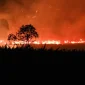 Api membakar lahan di Desa Tumbang Nusa, Kabupaten Pulang Pisau, Kalimantan Tengah, Minggu (30/08). (ANTARA FOTO/Auliya Rahman)
