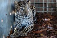 Kondisi seekor macan tutul jantan yang ditangkap karena masuk pemukiman rumah dan menyerang warga di Pacet, Kabupaten Bandung dalam kondisi sehat setelah mendapatkan penanganan rehabilitasi di Taman Satwa Cikembulan, Kabupaten Garut.(BBKSDA Jabar)
