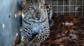 Kondisi seekor macan tutul jantan yang ditangkap karena masuk pemukiman rumah dan menyerang warga di Pacet, Kabupaten Bandung dalam kondisi sehat setelah mendapatkan penanganan rehabilitasi di Taman Satwa Cikembulan, Kabupaten Garut.(BBKSDA Jabar)

