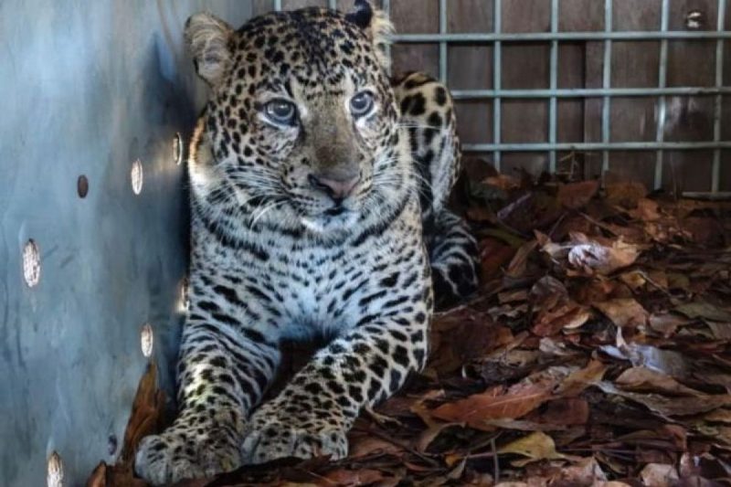 Kondisi seekor macan tutul jantan yang ditangkap karena masuk pemukiman rumah dan menyerang warga di Pacet, Kabupaten Bandung dalam kondisi sehat setelah mendapatkan penanganan rehabilitasi di Taman Satwa Cikembulan, Kabupaten Garut.(BBKSDA Jabar)
